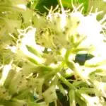 Anthropic monta laboratório de biologia para acelerar experimentos baseados em IA